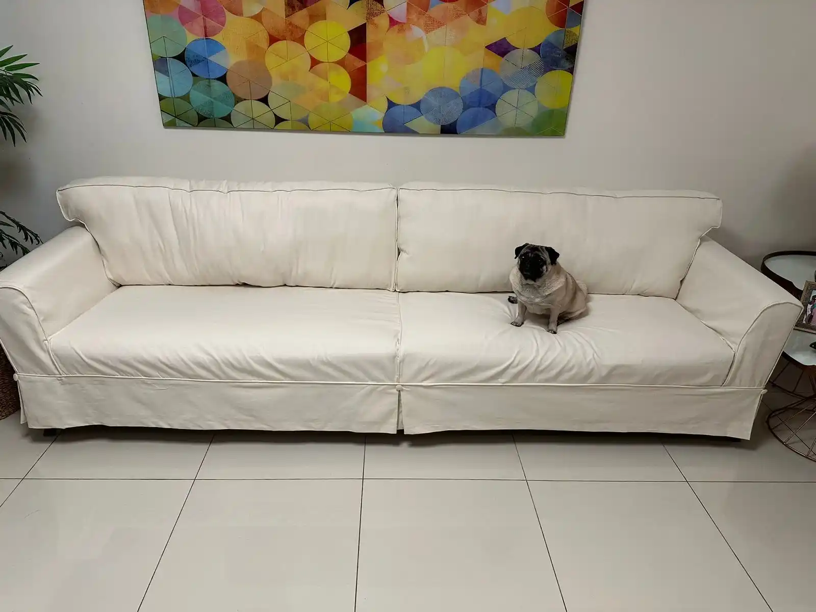 Capas resistentes para pets